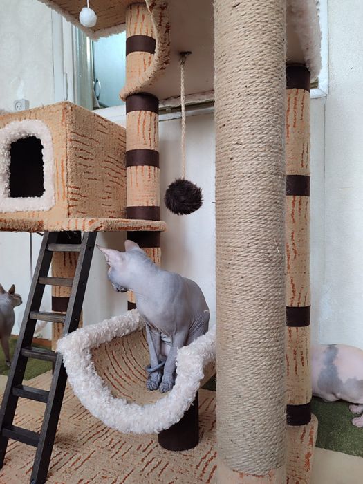 Канадский сфинкс