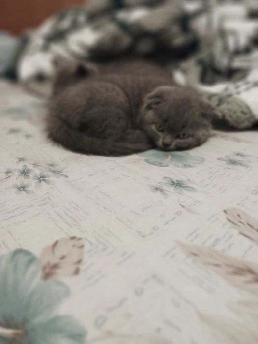 Шотлански клепоухи котенца