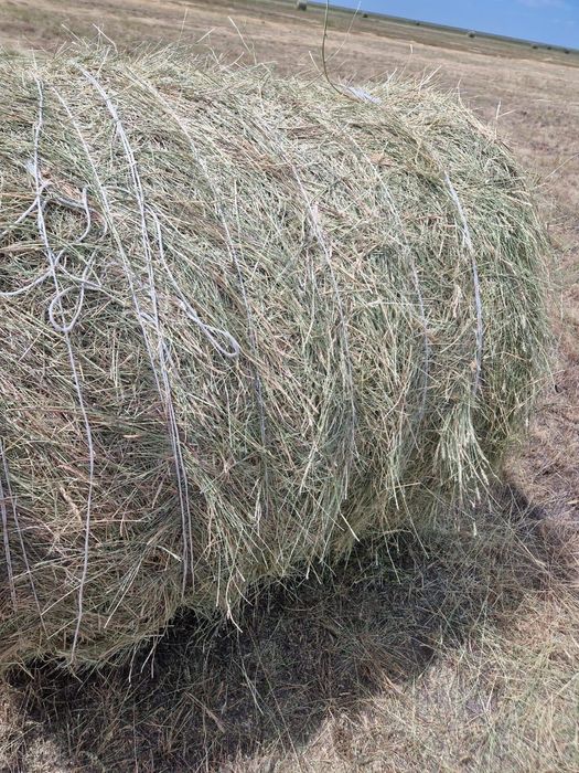 Продам сено тюковое тюки