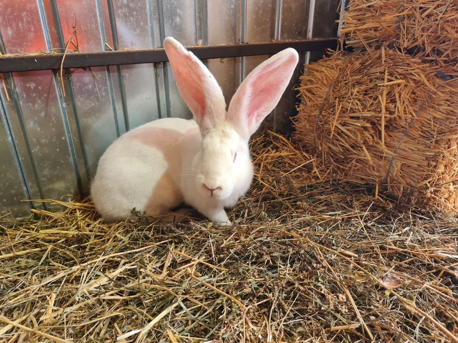 Mascul Urias German Alb