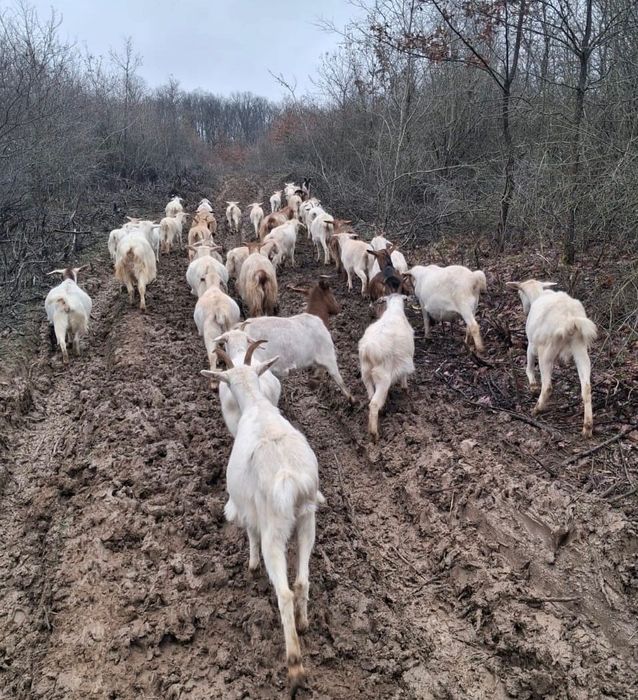 Vând 40 de capre tinere la prima și a doua fătare