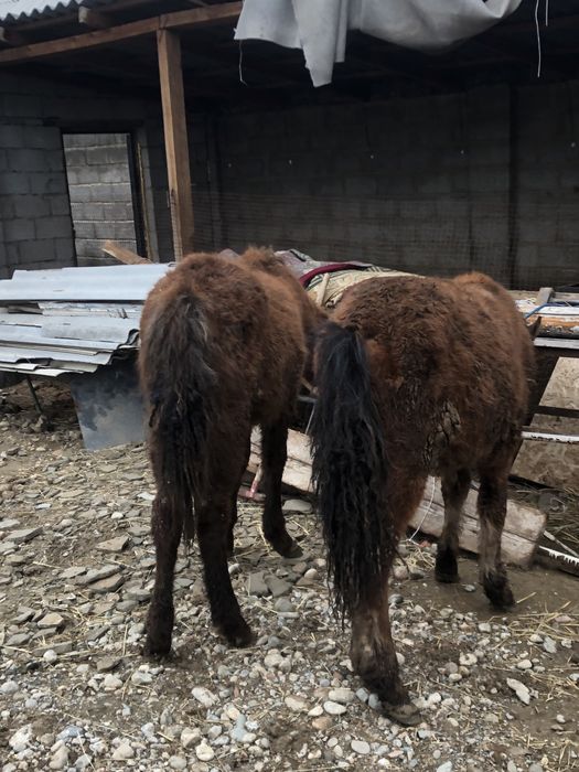 Тай шыгарлар саттылады