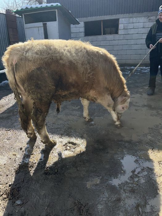 Продам бычок подсос