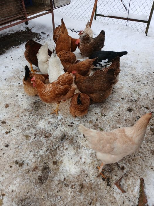 De vânzare găini de casa