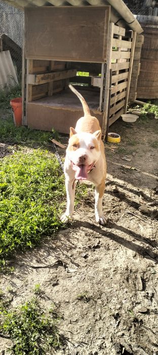 Donez câine Amstaff cu carnet și pedigree