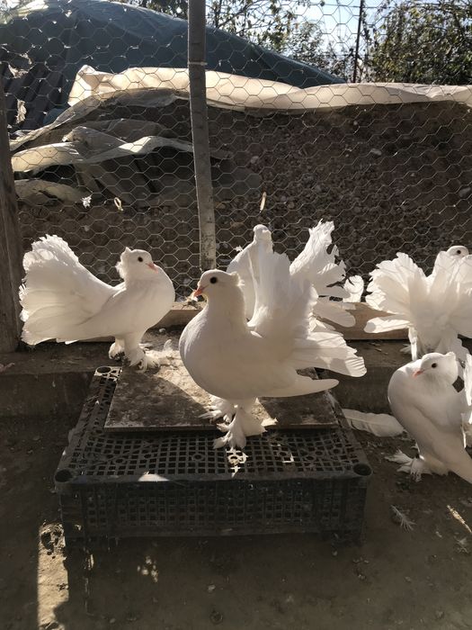 Porumbei voltati indieni si maghiari!