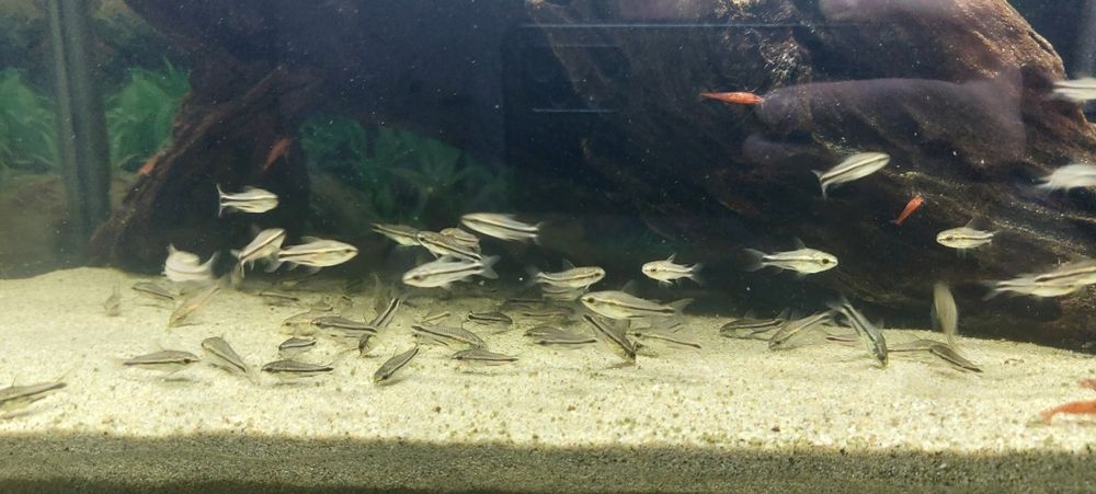 Коридорас пигмей