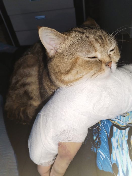 Кот ищет подругу, вязка