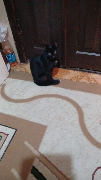 Бесплатно. Кошка