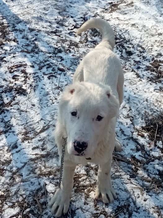 Щенок Алабая мальчик