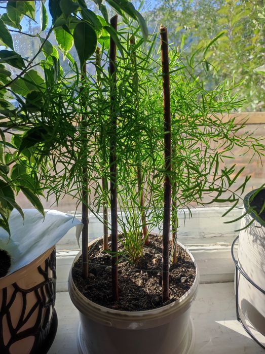 Комнатные цветы по договоренности