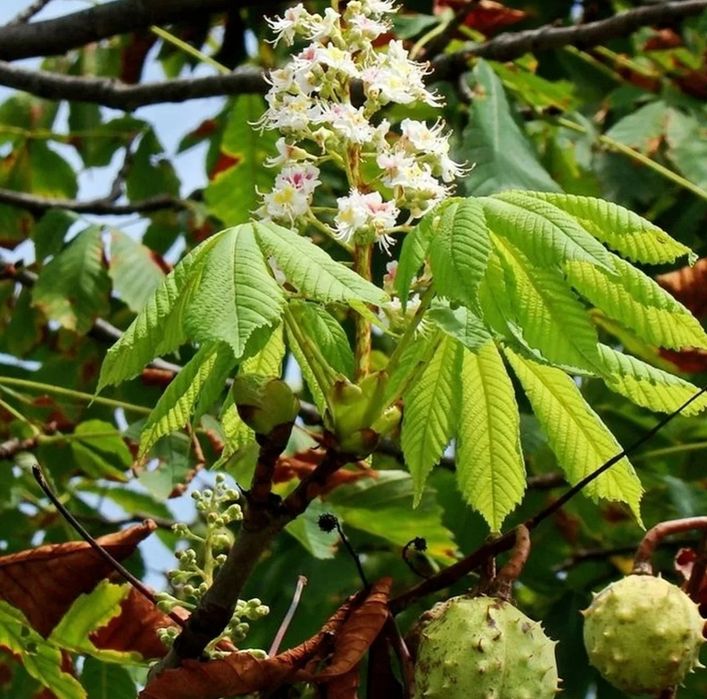 Каштан конский саженцы