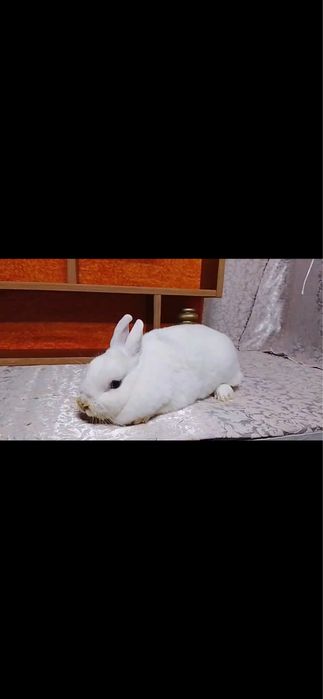 Карлик гермилин самка сотилади