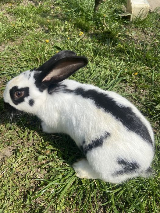 Iepuri Pestrit german