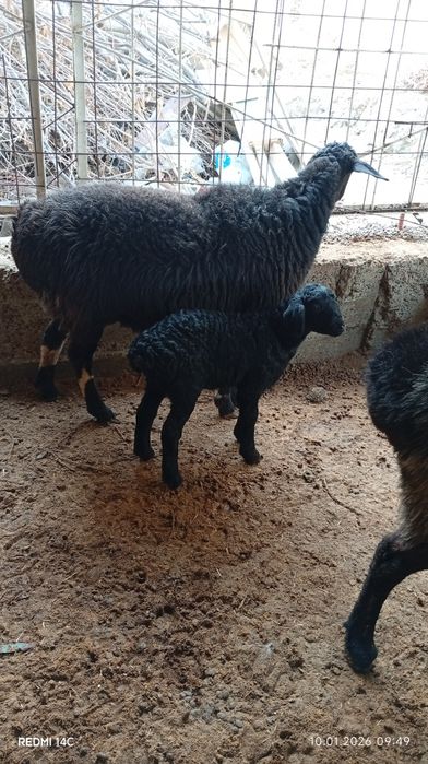 Она бола куй сотилади боласи ургочи!куй йош семиз сифатли хонаки хурон