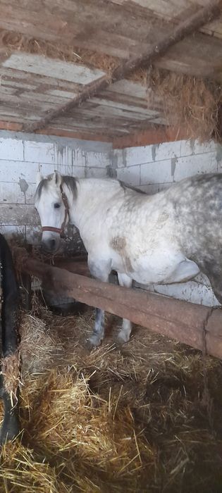 Vând iapă de vânzare merge la căruță e blândă nu dă cu picioarele