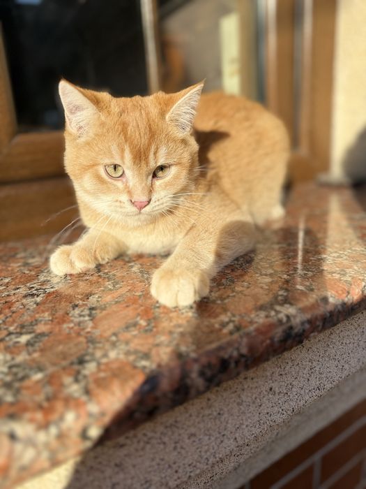 Продается котик шотландский скоттиш страйт