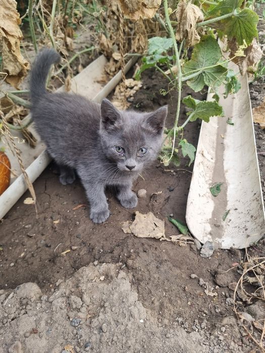 Отдам котят в хоршие руки
