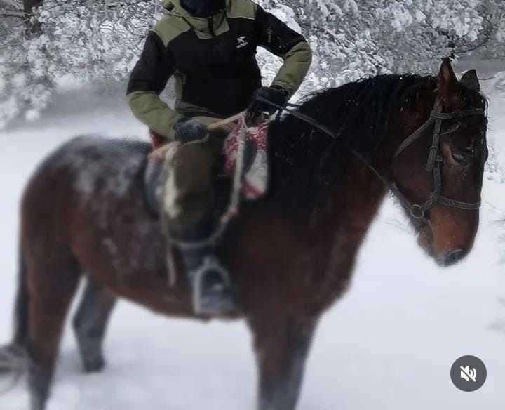 Продам жеребца