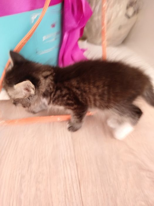 Котята ищут семью