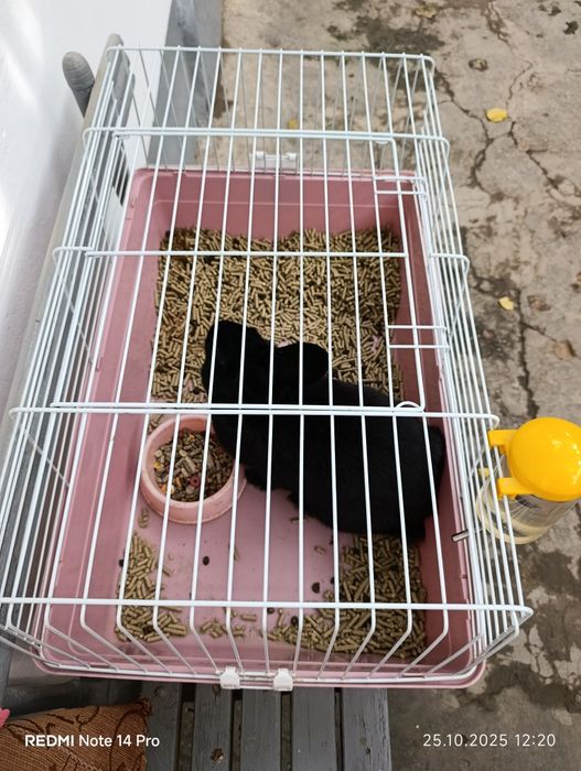 Продаются кролики