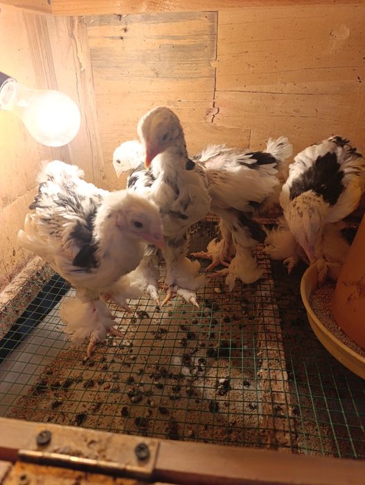 Цыплята Брама мрамор