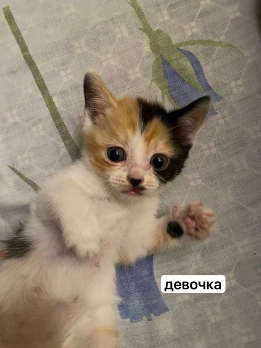 Кошечка, девочка
