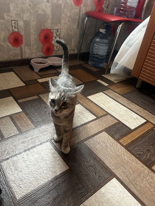 Отдадим , в хорошие руки