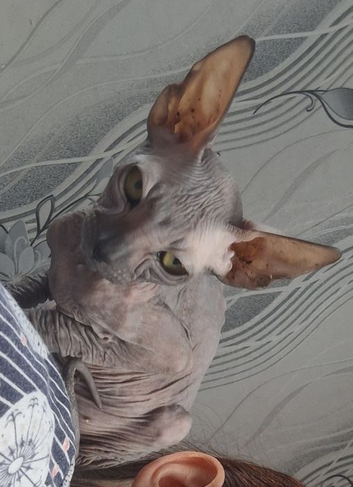 Канадка девочка. 4 мес.