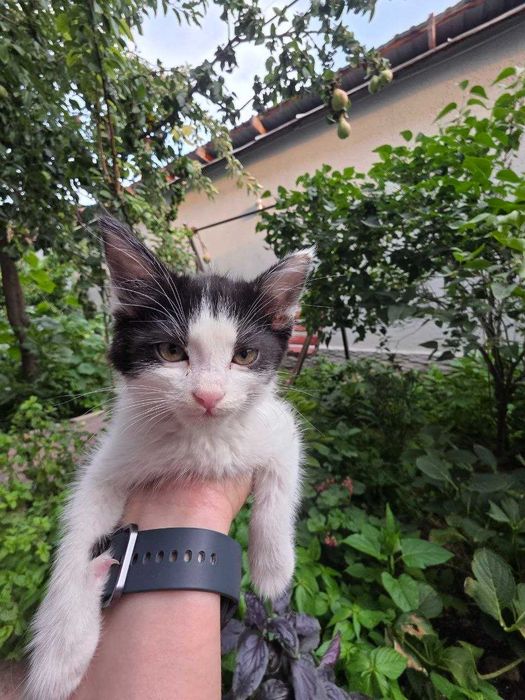 Котенок, Юнусабад, бесплатно