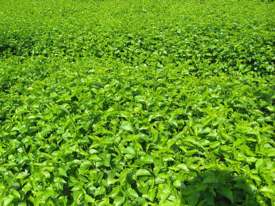 Продавам подложки джанка и махалебка.