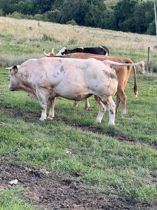 Vand taur bun de tinut pentru monta