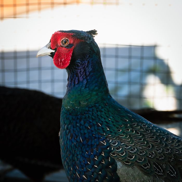 Фазаны разных видов.