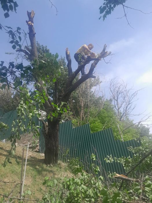 Спил дерево санитарных обрезка