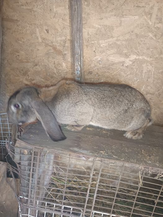 Vând femelă berbec german