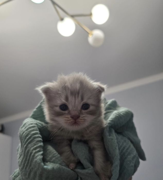 шотландские котята