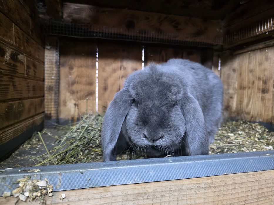 Femela berbec german