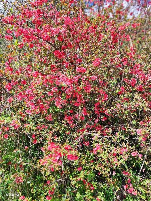 Teren + Autorizatie De Constructie | Prahova| Provita De Sus| Breaza