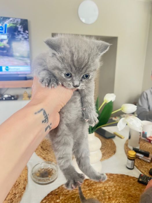 Продава британски късокосмести котета