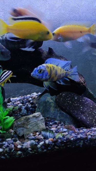 Akvarium 100 litr 900 000