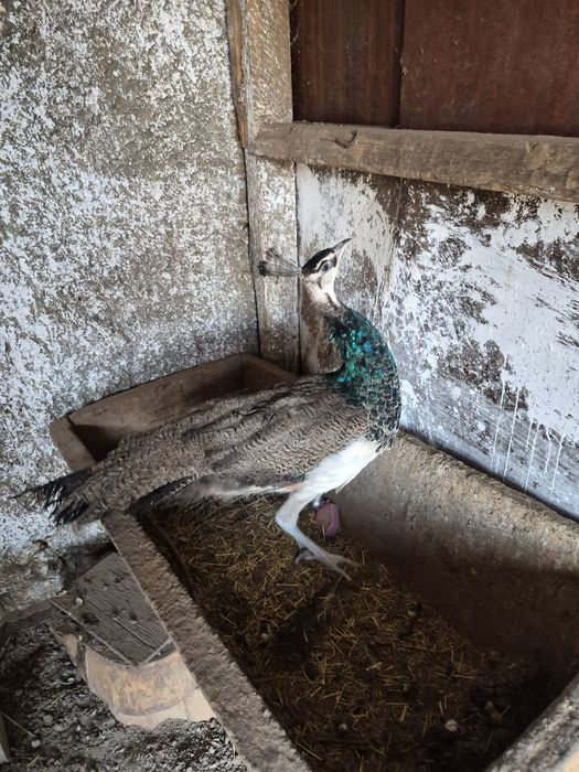 Индийский павлин, самец