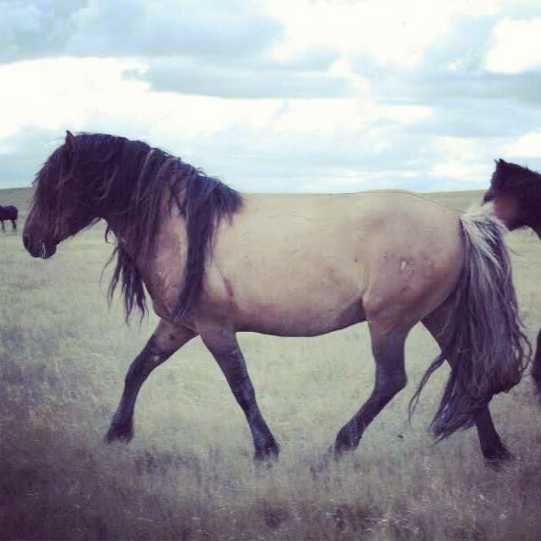 айгыр мугалжар Продам жеребец