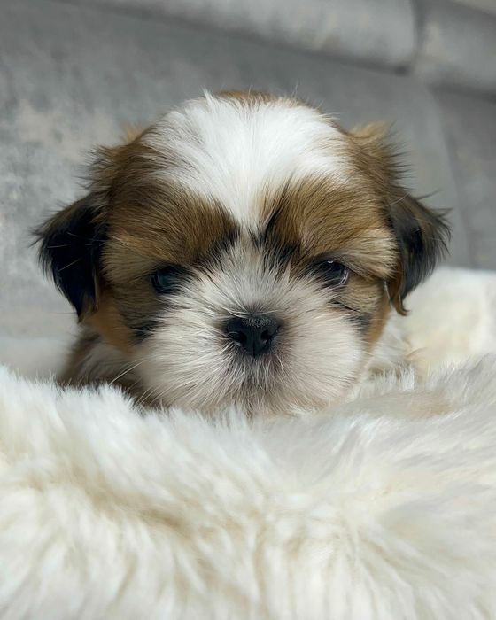 Shih-tzu talie mica mini toy