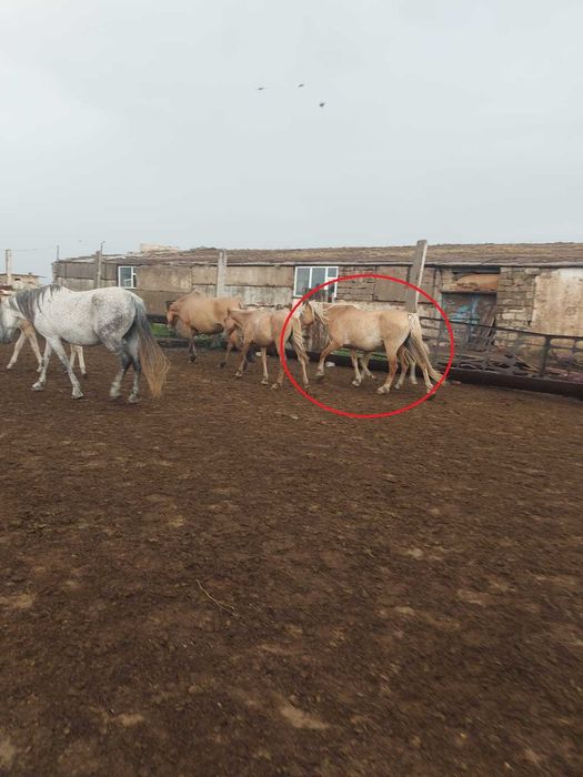 Кобыла с жеребенком