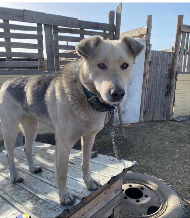 Стерилизованные собаки ищут дом