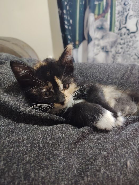 Котята бесплатно