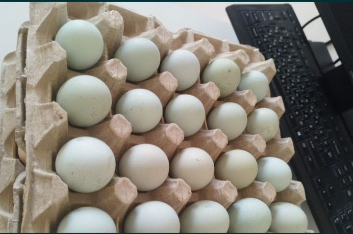 УХЕЙИЛЮЛ ТОЗА ЗОТЛИ Товук Тухамлари Сотилади