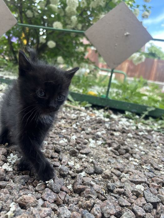 Отдам котят в добрые руки