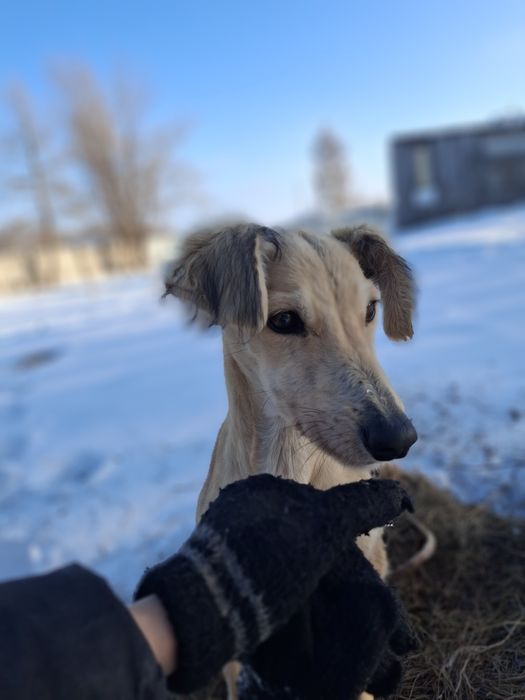 4-айлық тазы  күшік сатылад