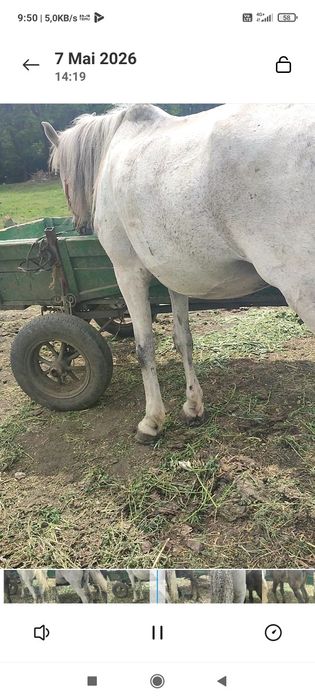 Vînd iapă cu mînză de o lună jumate
